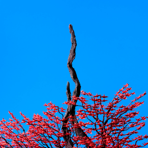 运维个性小狼导航
