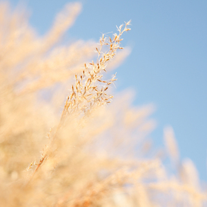 运维个性小狼导航
